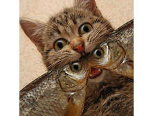 �������� �����!