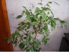 ����� ����������.JPG