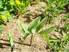 ������ ���������*