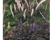 �������� ����������� (Brunette)