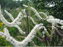 �������� White Pearl*