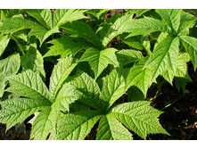 ��������� ������������ Rotlaub*