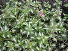 ������� ������*