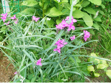 ��� �����*)