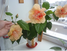 �������� ����������