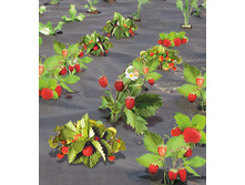 ���������� ������� ���������