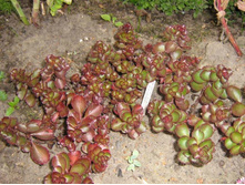 ������ ��� ����*