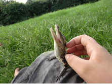 � �����������.jpg