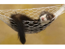 ������ �����.jpg