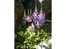 ������ *