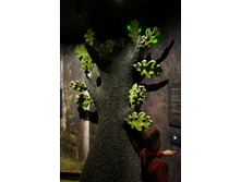 ����� �������