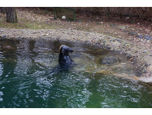 � ������� ��������