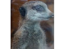 �������� �����