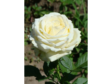 ������� 130�.jpg