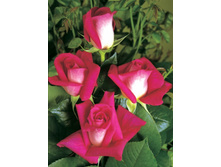 ��������   130�.jpg