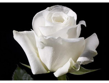 ����� 130�.jpg