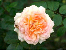 ������� ���� 130�.jpg