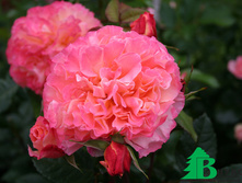 ������� ����� 140�.jpg