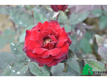 �������� 130�.JPG