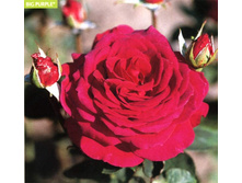 ��� ����� 130�.jpg