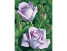 ��� ��� (�����) 130�.jpg