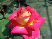 ������� ����� 130�.jpg