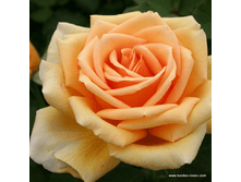 �������� 130�.PNG