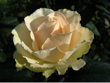 ������� 130�.jpg