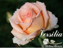 �������� 130�.jpg