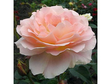 �������� 130�.jpg