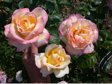 ������ ��� 130�.JPG