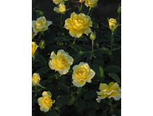 ������ �������� 130�.jpg