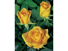 ������ ������ 130�.jpg