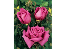 ������� 140�.jpg