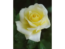 ����� 130�.jpg