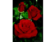 ��� ������� 130�.jpg