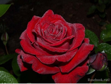 ������ ������� 130�.jpg