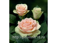 �� ����� 130�.jpg