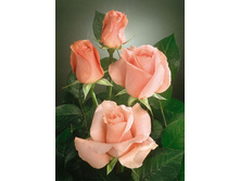 ����� 130�.jpg