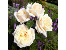 ��� ���� 140�.jpg