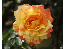 ������� 130�.jpg