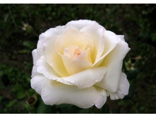 ����� ����� 130�.jpg