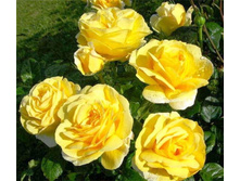 ����������� 130�.jpg