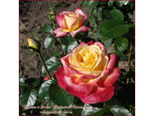 ������  �������� 130�.jpg