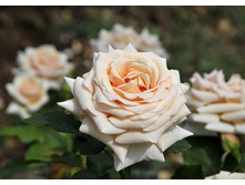 ���� ����� 140�.jpg