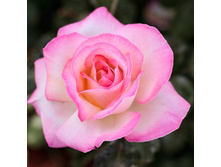 ���������  ������ 130�.jpg