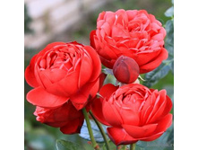 ����� 140�.JPG