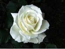 ������ 130�.jpg