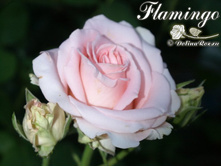 �������� 130�.jpg