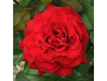 ������� ���� 130�.jpg